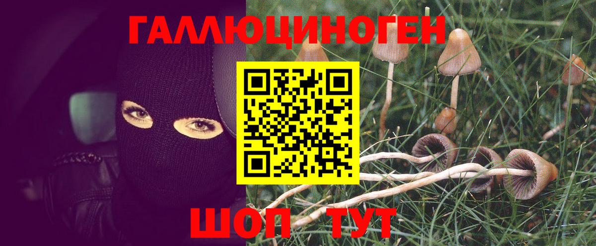 Псилоцибиновые грибы Psilocybine cubensis Лениногорск